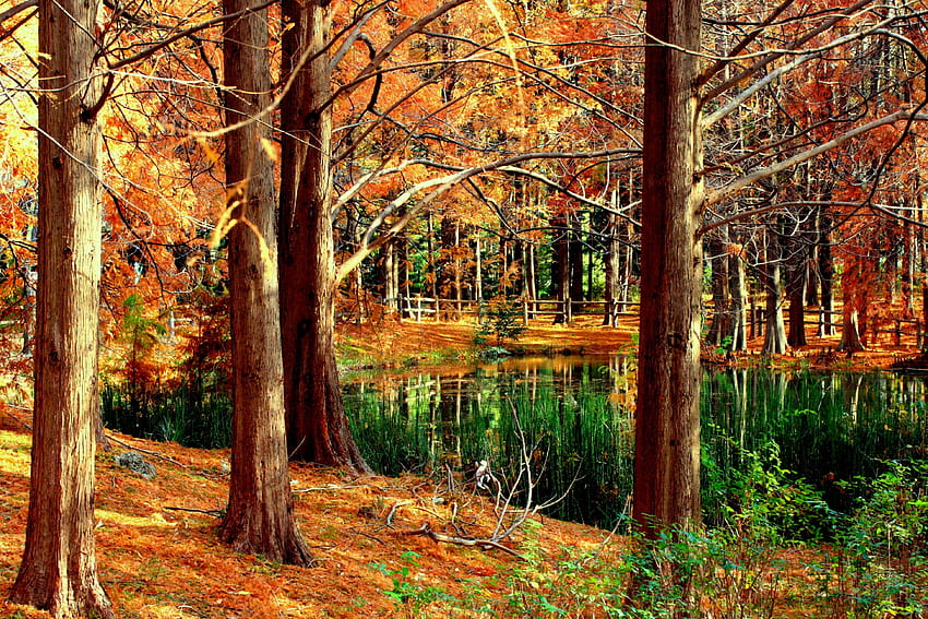 FOREST POND、木々、自然、森、池 高画質の壁紙