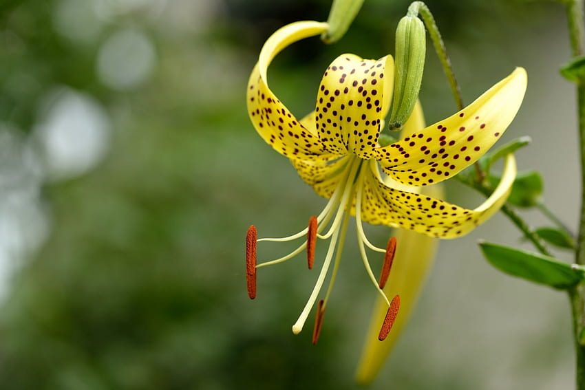 Yellow Orchid, orchid, one, yellow, flower HD wallpaper