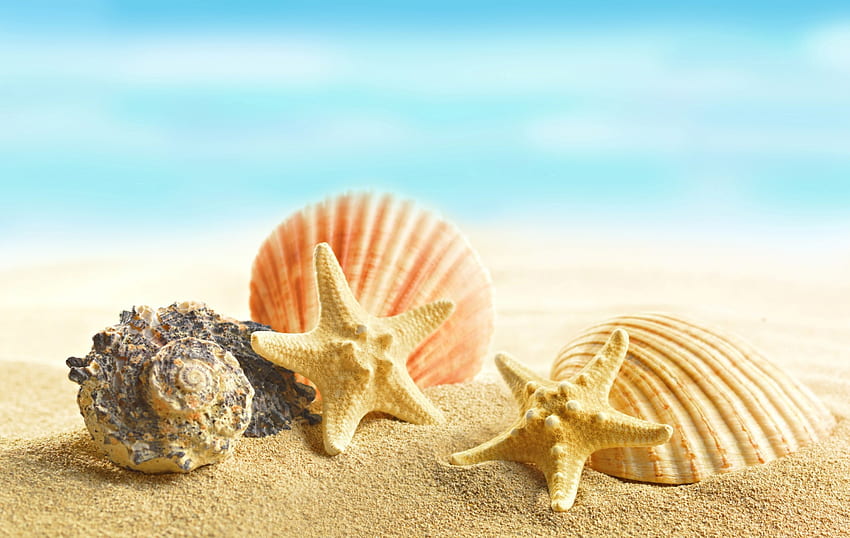 Conchas marinas, estrellas de mar, arena, conchas marinas, playa fondo de pantalla