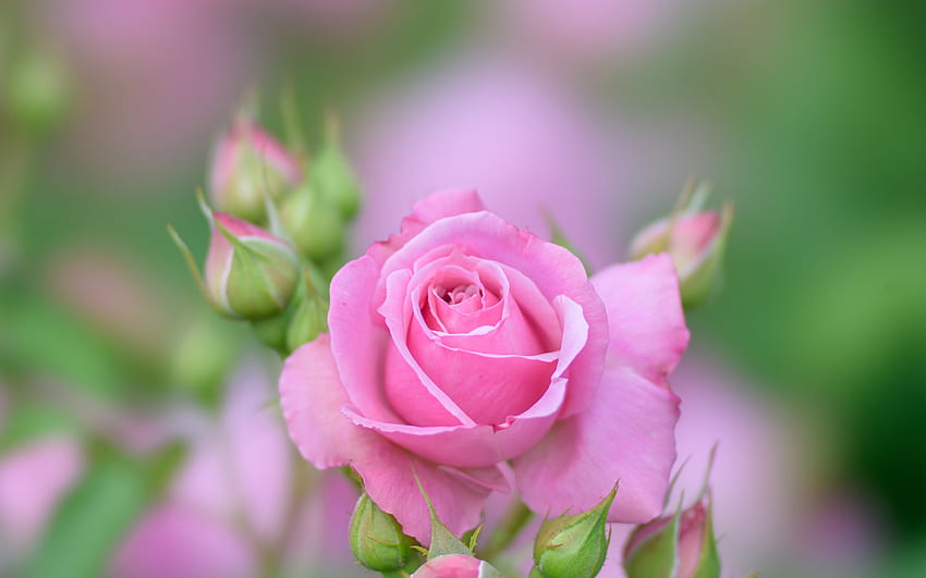 Pink Rose, Flower, Pink, Petals, Rose HD wallpaper | Pxfuel
