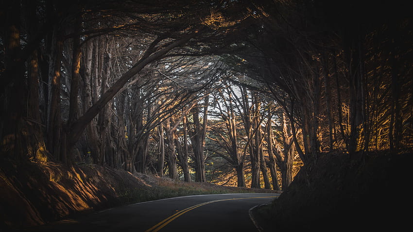 Път, магистрала, гора, дърво, природа, тъмно HD тапет