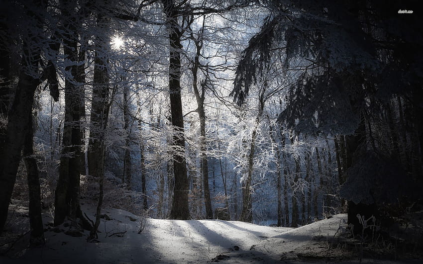 Dark Forest, Dark Snowy Forest HD wallpaper