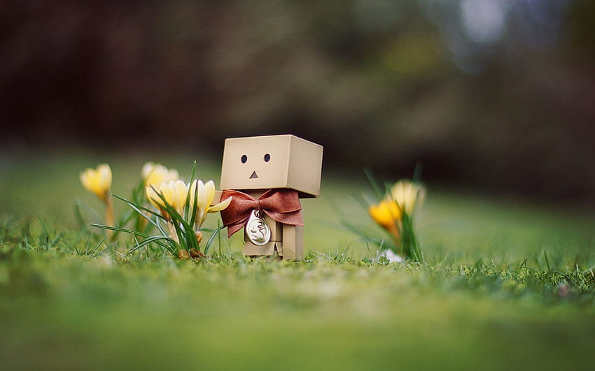 Collection of Boxman on . Flower HD wallpaper