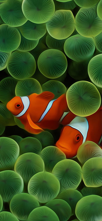 Hình nền iPhone clownfish HD sẽ khiến bạn phải rạo rực với sự tươi vui, dễ thương và ngộ nghĩnh của những chú cá trêu chọc nhau ở dưới đáy biển. Hay để chiếc điện thoại của bạn trở thành một phần của không gian thiên nhiên sống động này.
