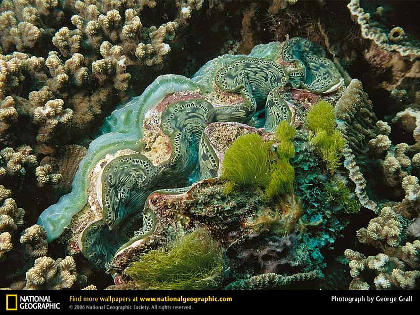 หอยมือเสือ หอยลาย สัตว์ต่างๆ วอลล์เปเปอร์ HD