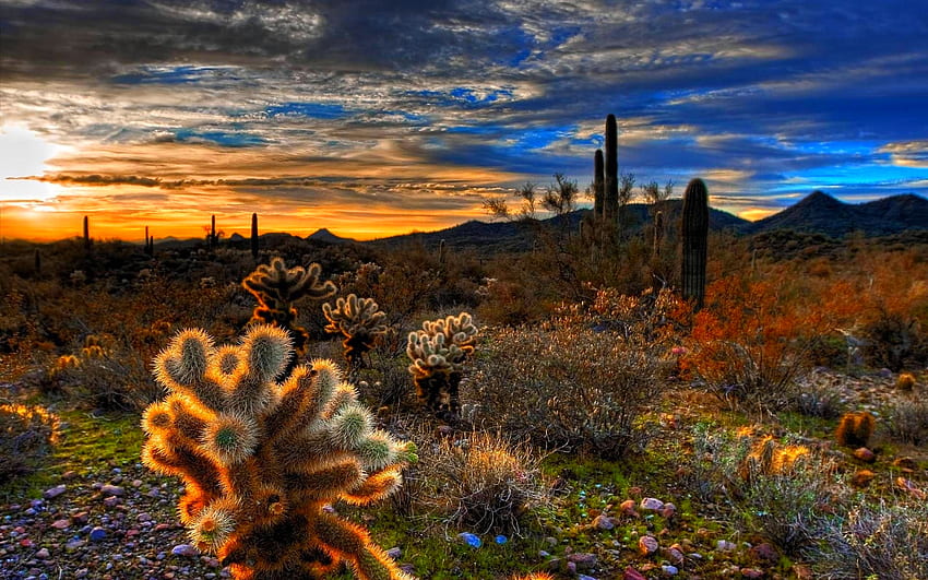 DESERT BEAUTY, plants, sunlight, clouds, sky, cactus, sunset HD wallpaper