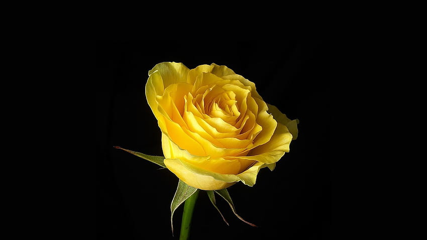 perfect, , pretty, Hue, flowers, beautiful, color, black background, yellow, single rose, warm, stunning, awesome, nature, rose - HD wallpaper