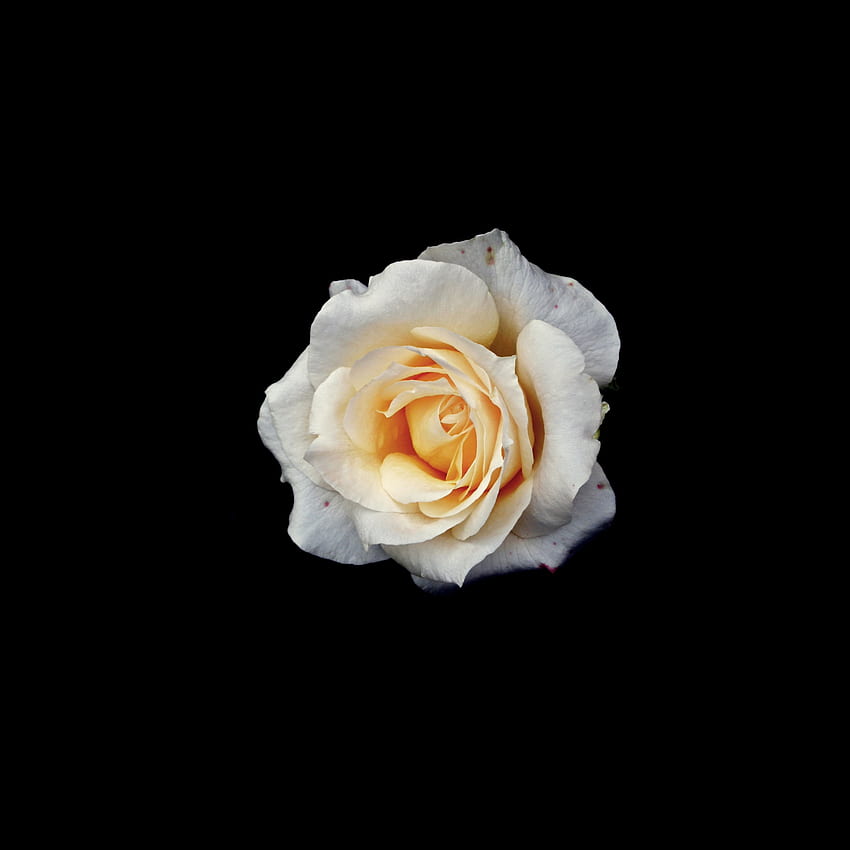 Gelbe Rose, minimal, Porträt HD-Handy-Hintergrundbild