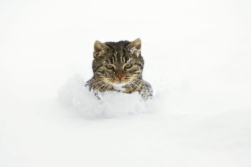 Zwierzęta, śnieg, kot, kaganiec, figlarny Tapeta HD