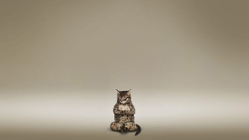 Cats animals funny meditation . . 346151 HD wallpaper