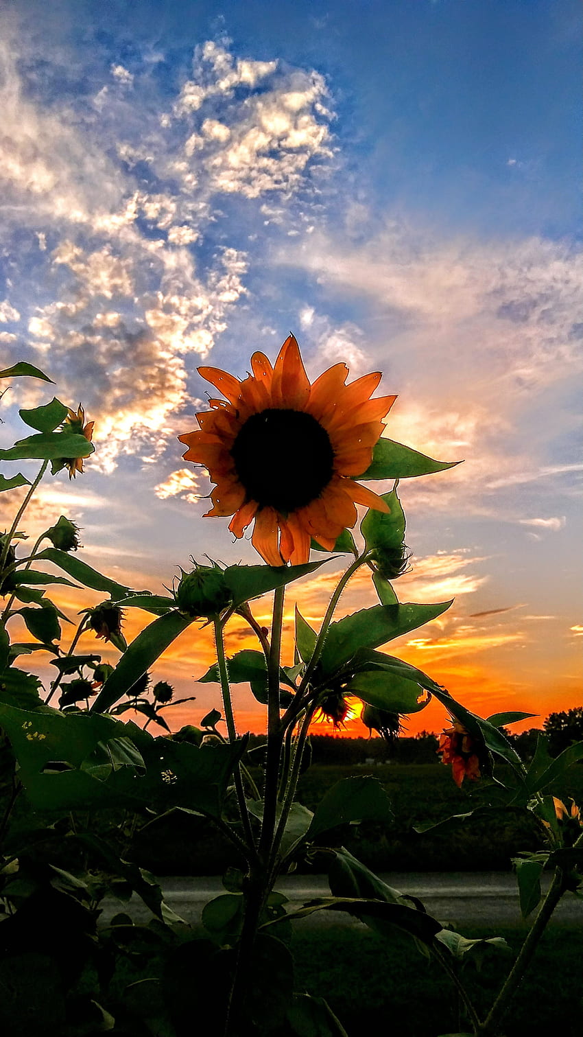 fondos de escritorio girasoles