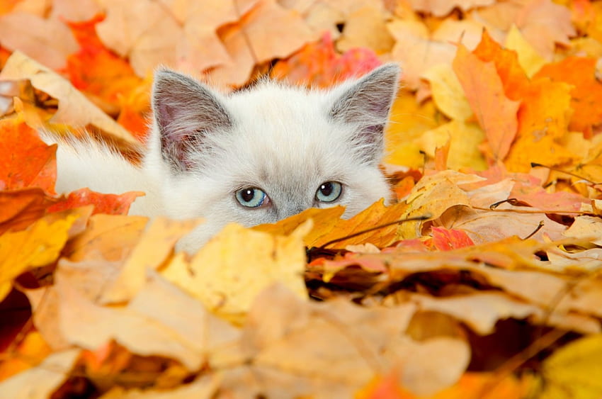 Autumn Kitten, kitten, leaves, Fall, cat, Autumn HD wallpaper