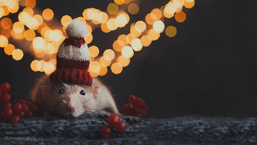 Christmas White Rat, Christmas Hamster HD wallpaper