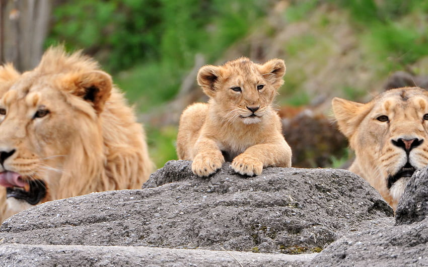 Tiere, Löwen, Hinlegen, Lügen, Löwin, Familie, Löwenbabys HD-Hintergrundbild