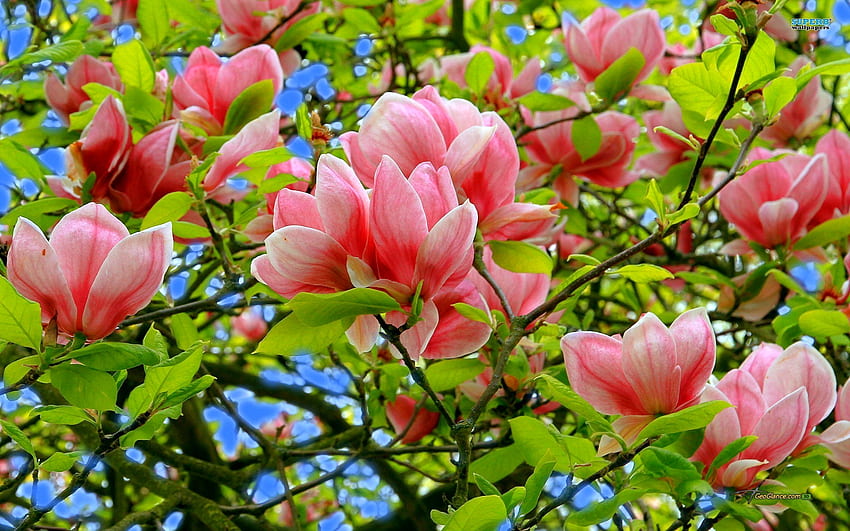 Magnolias, pink, flower, green, magnolia, spring HD wallpaper