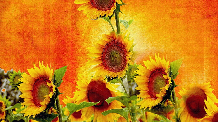 The Beauty and Benefits of Sunflowers, nature, seed, sun, flower HD wallpaper