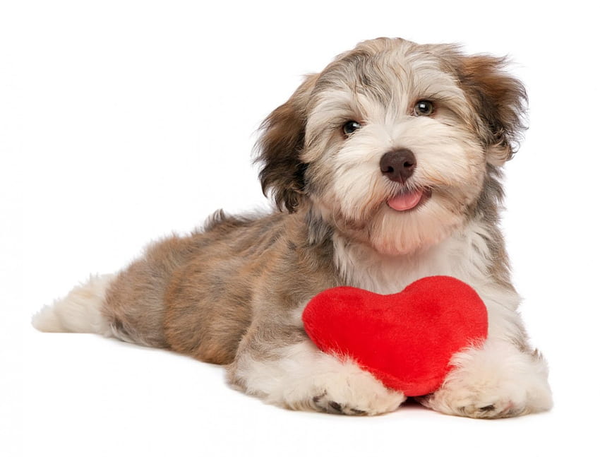 Puppy Love, manis, anjing, anak anjing, cinta, merah, menggemaskan, hewan peliharaan, hati Wallpaper HD