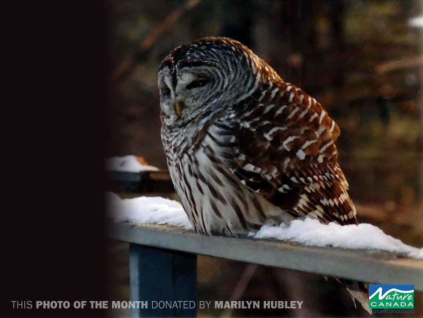 OWL IN WINTER, winter, owl, predator, snow HD wallpaper