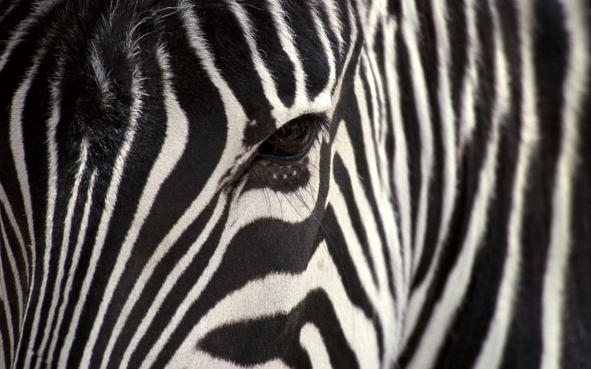 Animals, Zebra, Eyes, Stripes, Streaks HD wallpaper