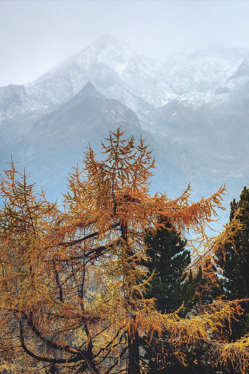 naturaleza, árboles, montañas, pino, niebla, agujas fondo de pantalla del teléfono