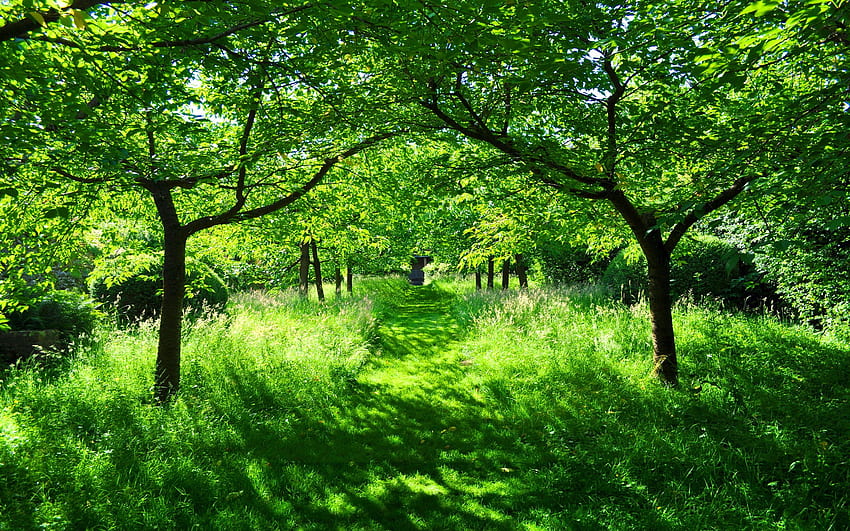 Grüner Sommergarten HD-Hintergrundbild