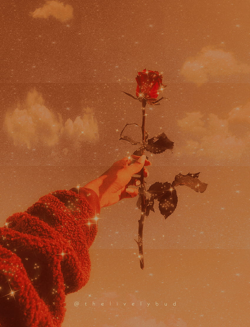Aesthetic rose 2, iPhone, love, sparkle, winter, cute, digitalart ...