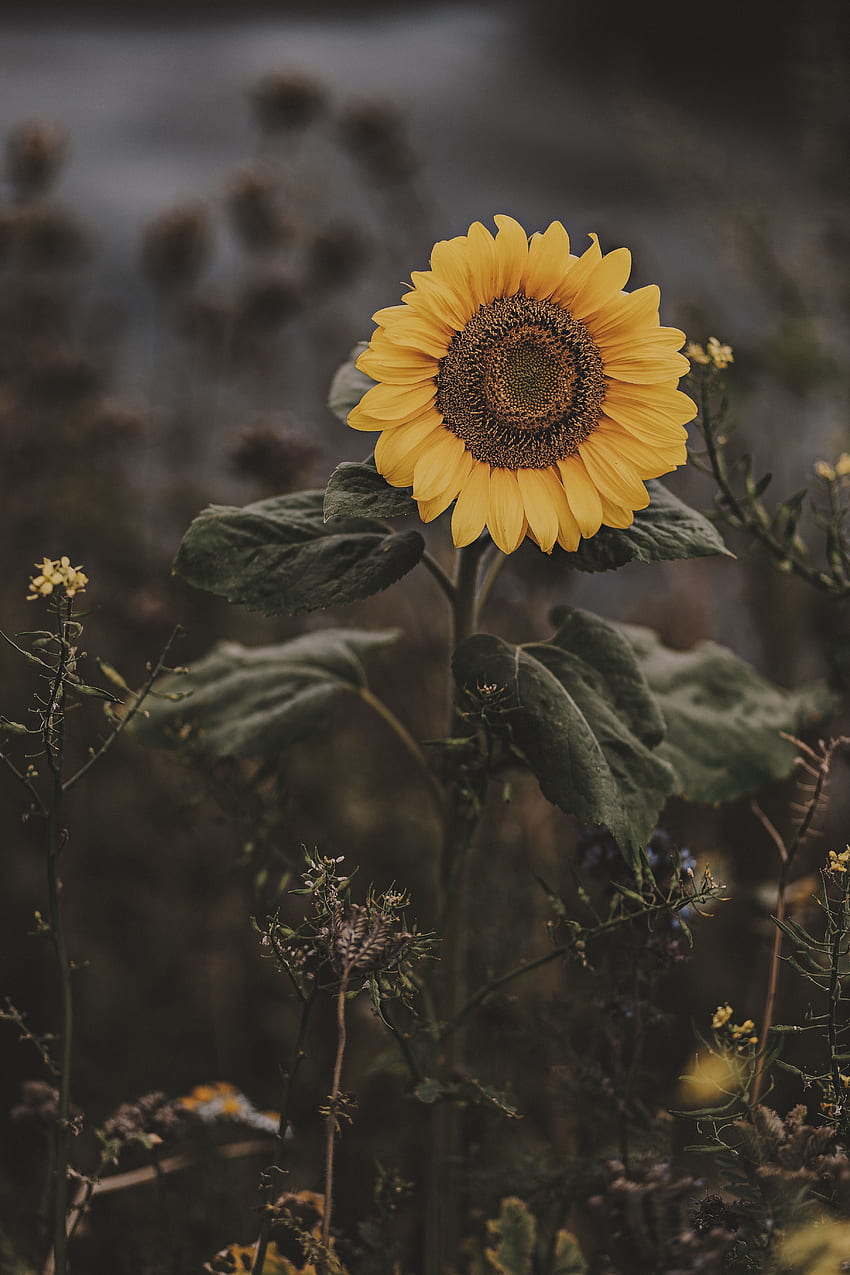 Flowers, Summer, Flower, Bloom, Flowering, Field, Sunflower HD phone wallpaper
