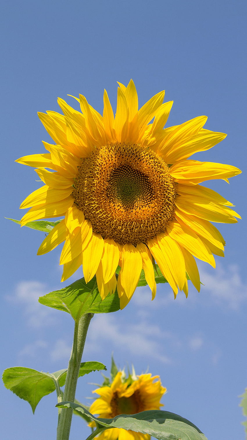 Nice Sunflower iPhone 6 - iPhone 7 Sunflower -, Sunflower Galaxy HD phone wallpaper