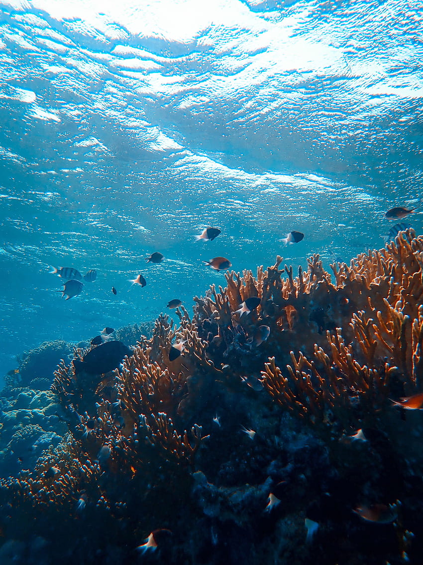 Природа, Риби, Корали, Океан, Подводен свят, Водорасли, Водорасли HD тапет за телефон