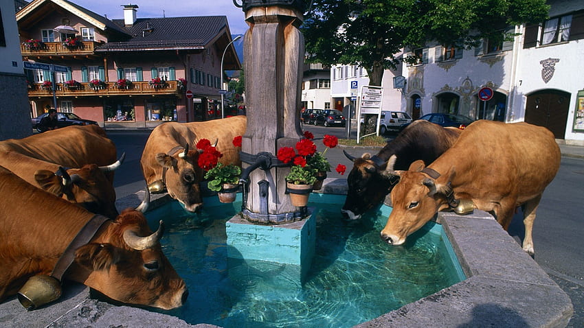 cow drinking from fountain in center of town, cows, town, drinking, fountain HD wallpaper
