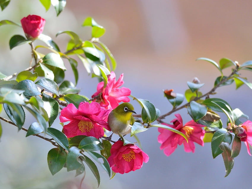 simpatico uccello tra fiori, ramo, uccelli, albero, fiore Sfondo HD