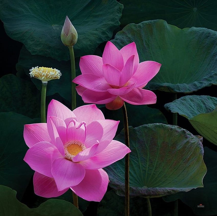 핑크 로터스, 꽃, 새싹, 연꽃, 연못 HD 월페이퍼