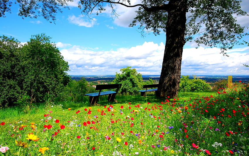 Crocus flowers on the meadow, bench, tree, summer, nature . Crocus flowers on the meadow, bench, tree HD wallpaper