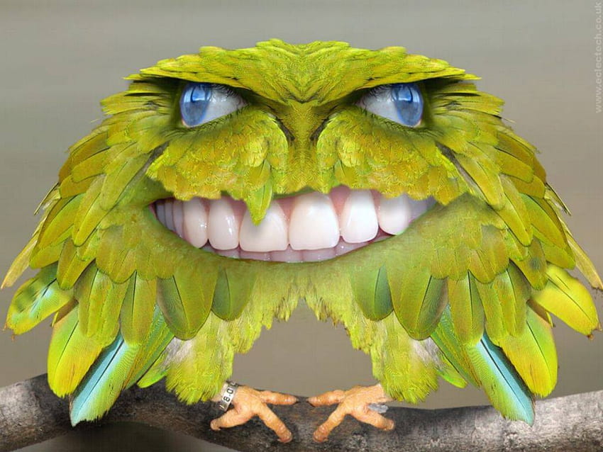 Smiling Green Birdy, smiling, abstract, green bird HD wallpaper