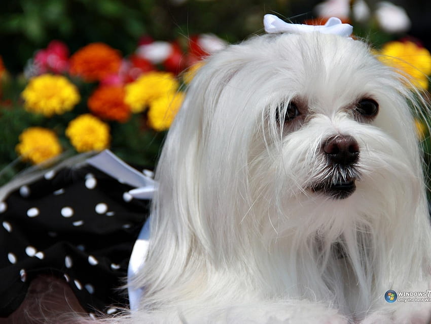 벨로 Caozinho, 개, 동물, 강아지, 흰색 HD 월페이퍼