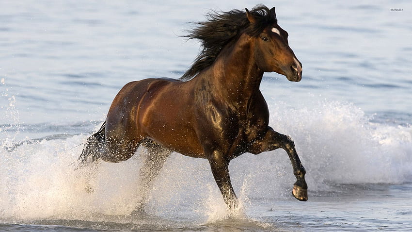 Brown horse running in the sea - Animal HD wallpaper