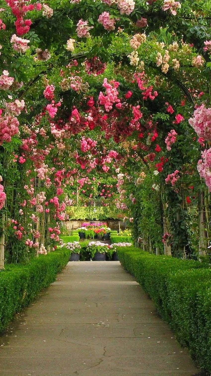 Красиви цветя рози, цветна градина, природа HD тапет за телефон