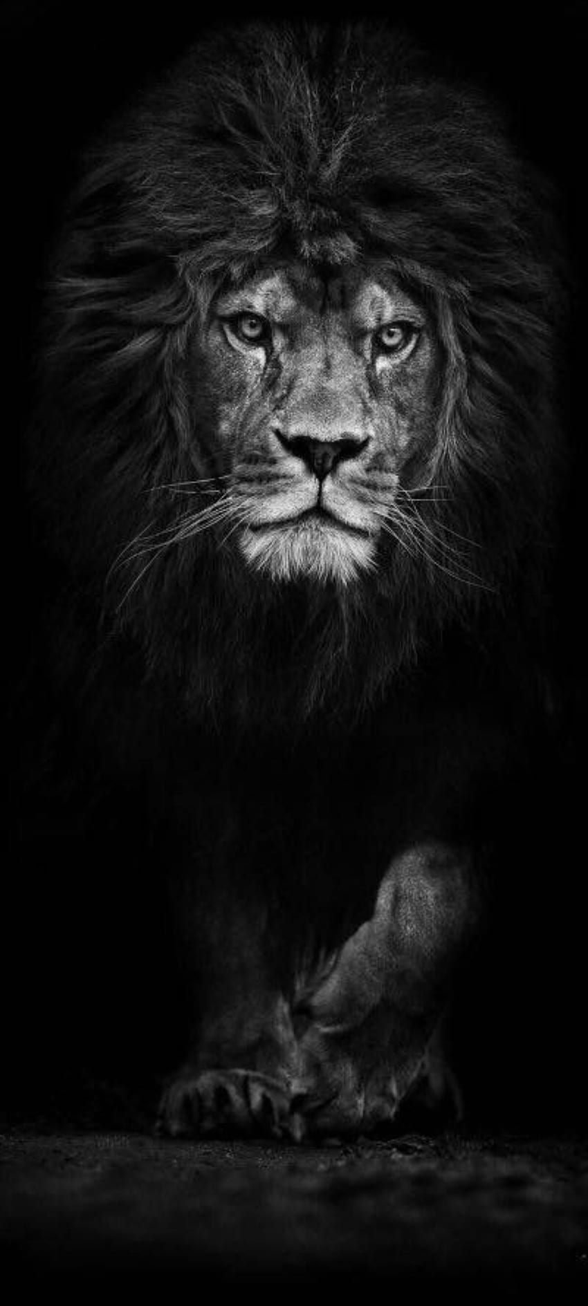 Life, terrestrial animal, black, lion HD phone wallpaper