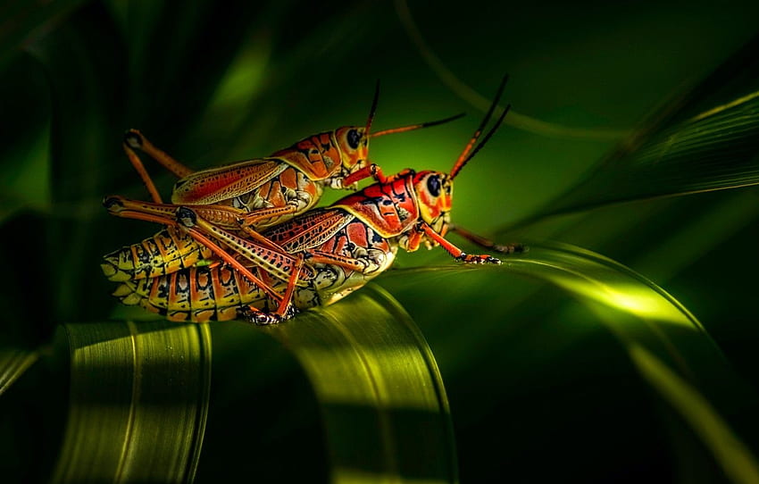GRASS, PAIR, INSECT, GRASSHOPPER for , section макро HD wallpaper