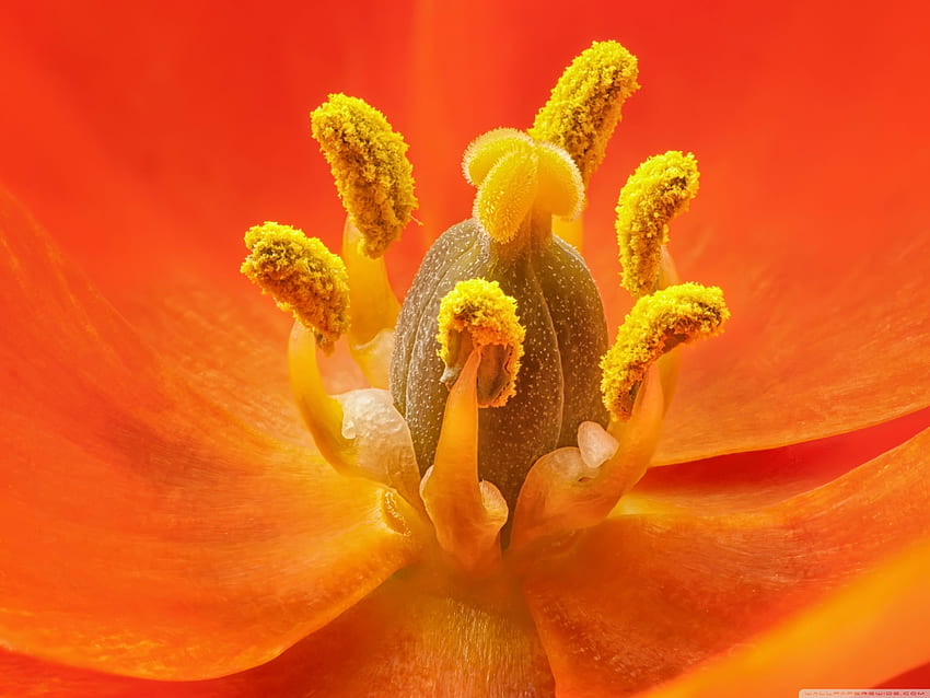 Orange Star Flower Ultra Background for U TV : & UltraWide & Laptop : Tablet : Smartphone HD wallpaper