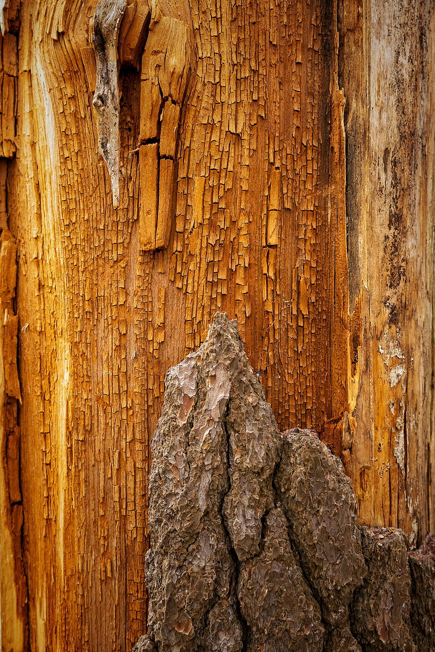 Wooden, Wood, Tree, Texture, Textures, Relief, Cracks, Crack, Bark HD phone wallpaper