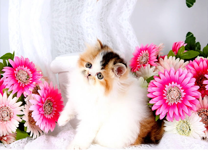 かわいいペルシャ キティ、動物、子猫、キティ、猫、花 高画質の壁紙