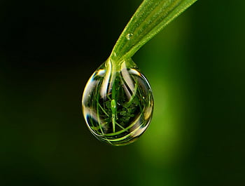 Morning Dew, green, drops, nature, grass, dew, droplets HD wallpaper ...