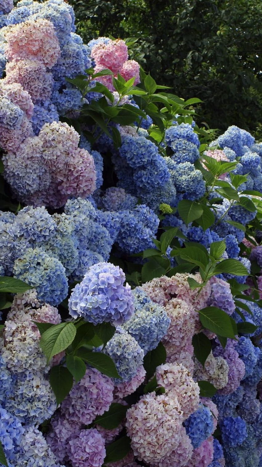 Blue Hydrangea Wallpaper • Ornamental Florals • Milton & King