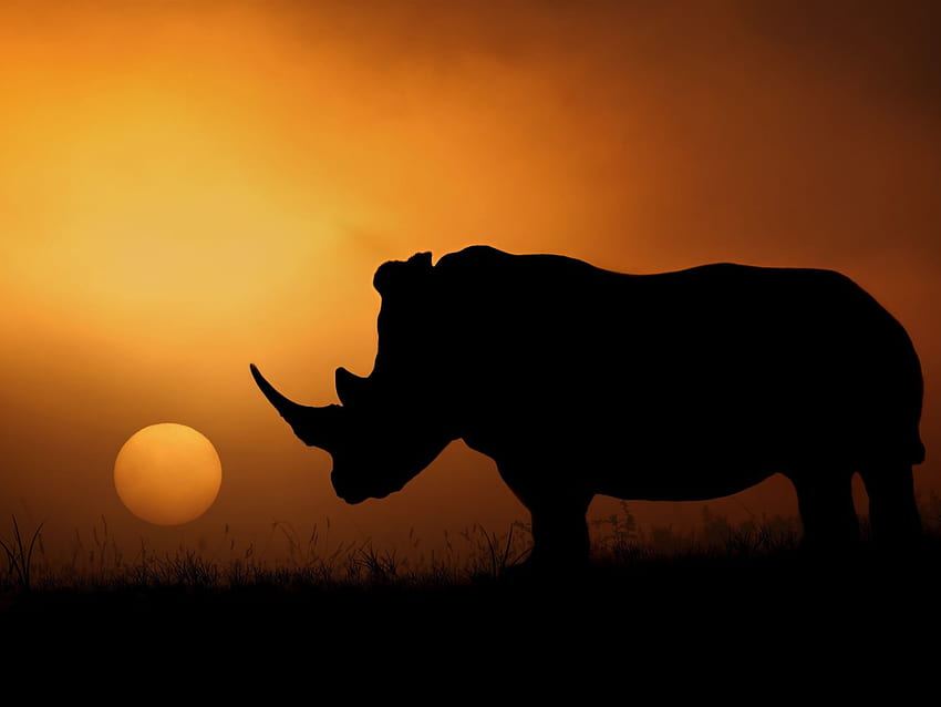 Rhino Silhouette, Africa, Sunset, Evening IPhone 8 7 6 6S, African Sunset HD wallpaper