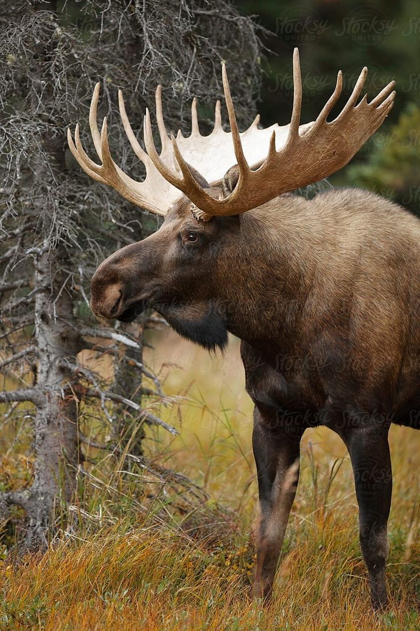 Bull Moose by Paul Tessier. Moose animal, Bull moose, Moose hunting HD phone wallpaper