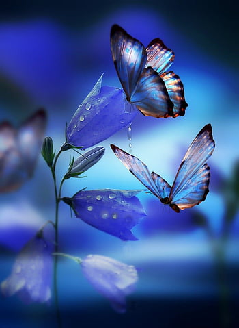 Butterfly Wallpaper Image For MobileBeautiful Butterfly Wallpaper Pics  For  Purple butterfly wallpaper Butterfly wallpaper backgrounds Blue butterfly  wallpaper