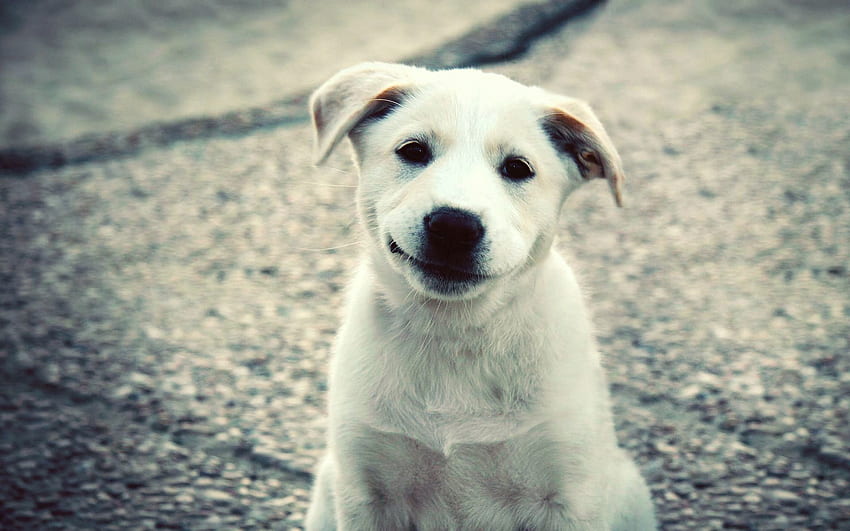 Animals, Smile, Nice, Sweetheart, Puppy, Labrador HD wallpaper