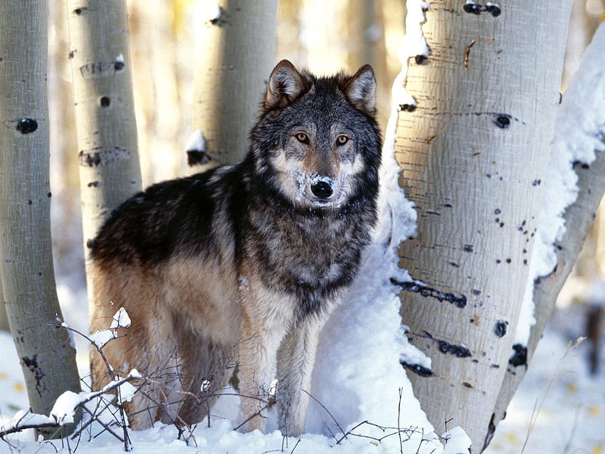 動物, 冬, 木, 雪, プレデター, オオカミ 高画質の壁紙