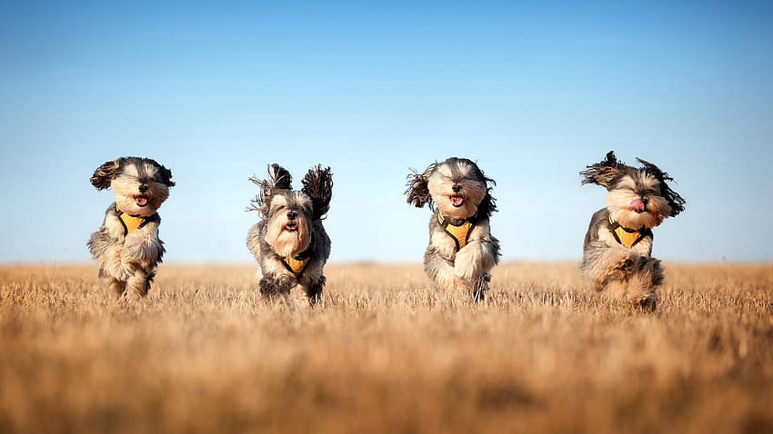 สัตว์, สุนัข, หญ้า, วิ่งหนี, วิ่ง, ลม วอลล์เปเปอร์ HD